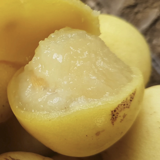 Amarula Fruit